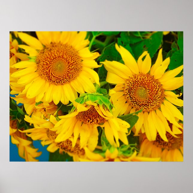 Sonnenblumen Stadtmarkt KC Farmer's Market Poster (Vorne)