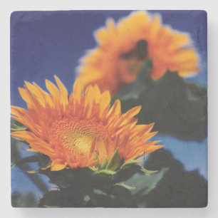 Sonnenblumen Steinuntersetzer