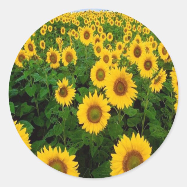 Sonnenblumen Sticker (Vorderseite)