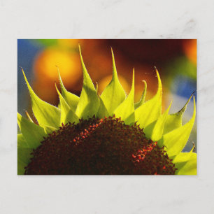 Sonnenblumen Träume Postkarte