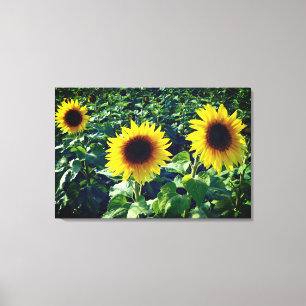 Sonnenblumen Trio Wrapped Canvas Print Leinwanddruck