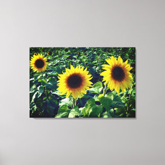 Sonnenblumen Trio Wrapped Canvas Print Leinwanddruck