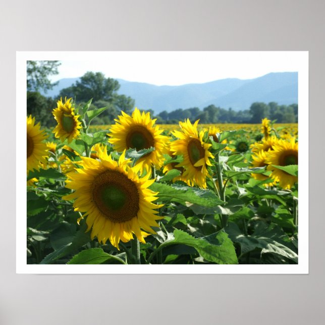 Sonnenblumen und Berge Poster (Vorne)