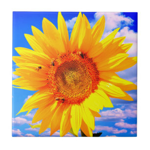 Sonnenblumen und Bienengewächse Fliese