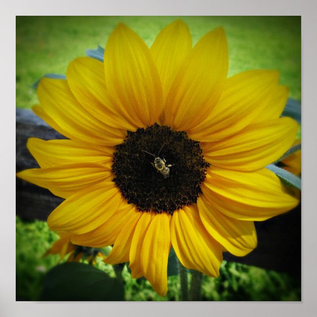 Sonnenblumen und Bienenposter Kunst Poster (Vorne)