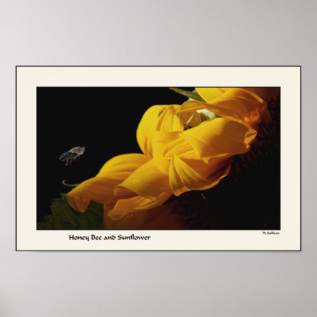 Sonnenblumen und Bienenprint Poster (Vorne)