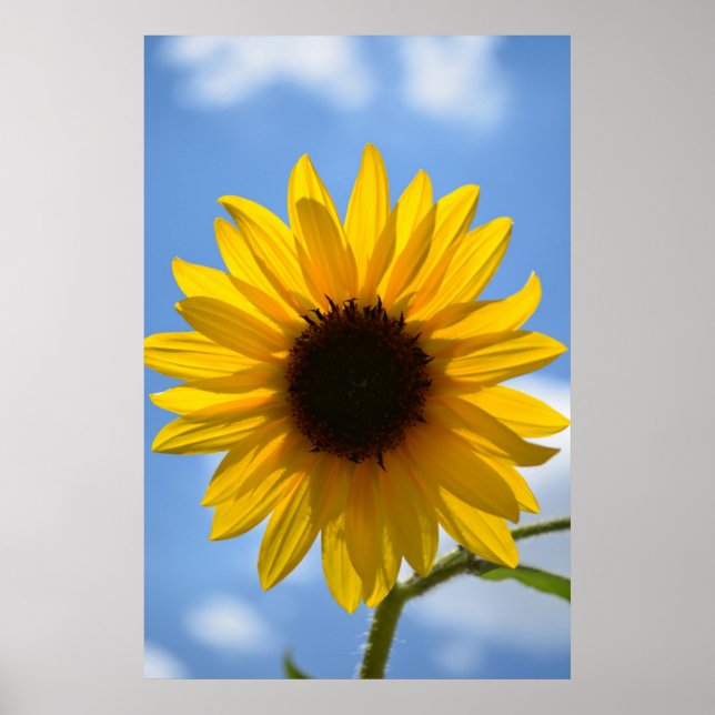 Sonnenblumen und Blue Sky Poster (Vorne)