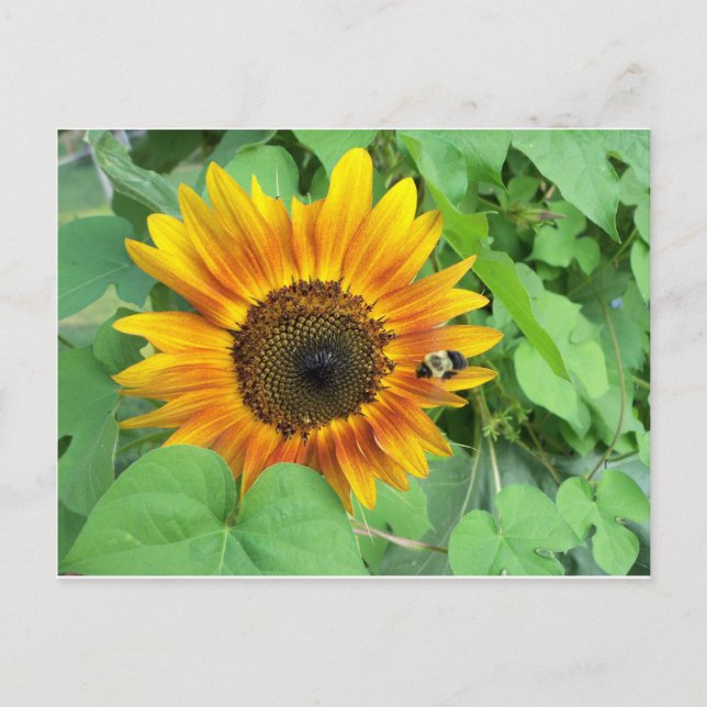 Sonnenblumen und Hummeln Postkarte (Vorderseite)