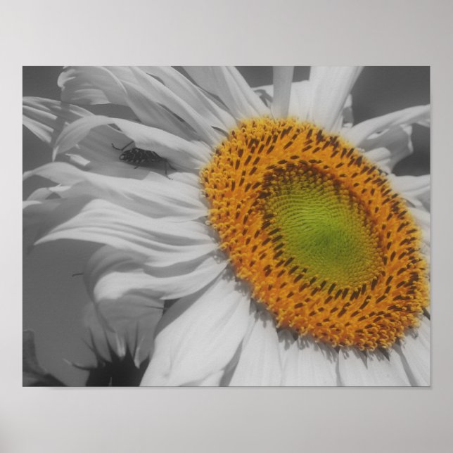 Sonnenblumen und Insektenfreund teilweise Farbe Poster (Vorne)