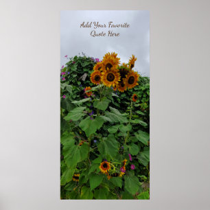 Sonnenblumen und Morgenglorikfotografie hinzufügen Poster