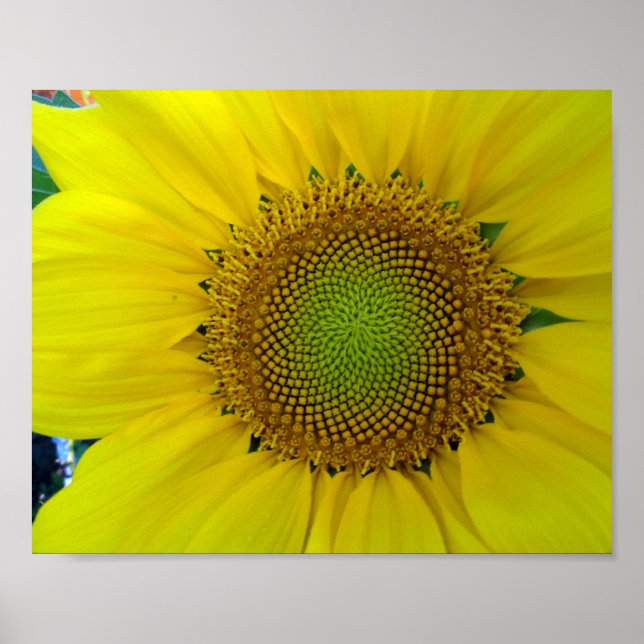 Sonnenblumen und Samen, Spirale, Goldenes Verhältn Poster (Vorne)