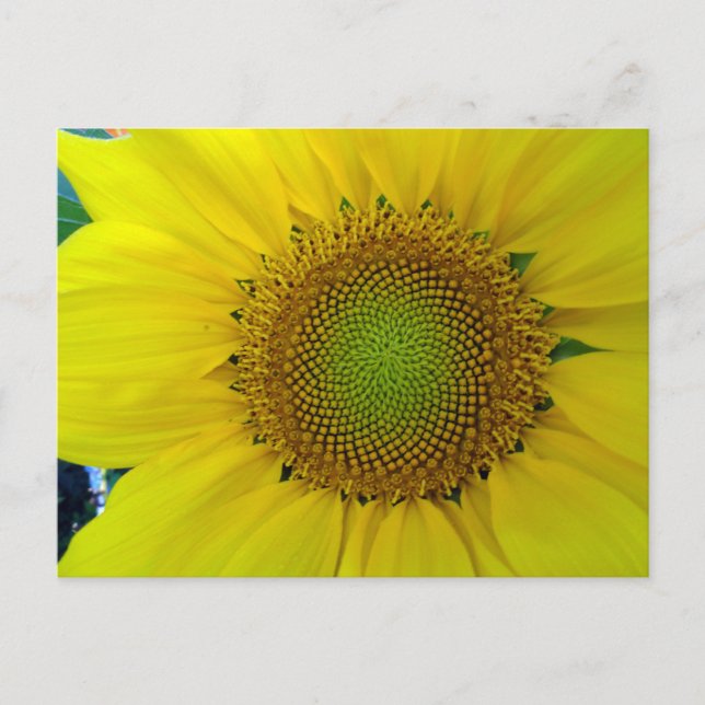Sonnenblumen und Samen, Spirale, Goldenes Verhältn Postkarte (Vorderseite)