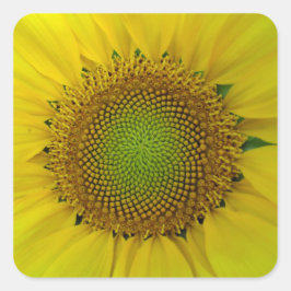Sonnenblumen und Samen, Spirale, Goldenes Verhältn Quadratischer Aufkleber