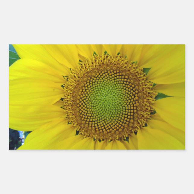 Sonnenblumen und Samen, Spirale, Goldenes Verhältn Rechteckiger Aufkleber (Vorderseite)