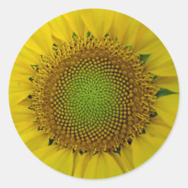 Sonnenblumen und Samen, Spirale, Goldenes Verhältn Runder Aufkleber