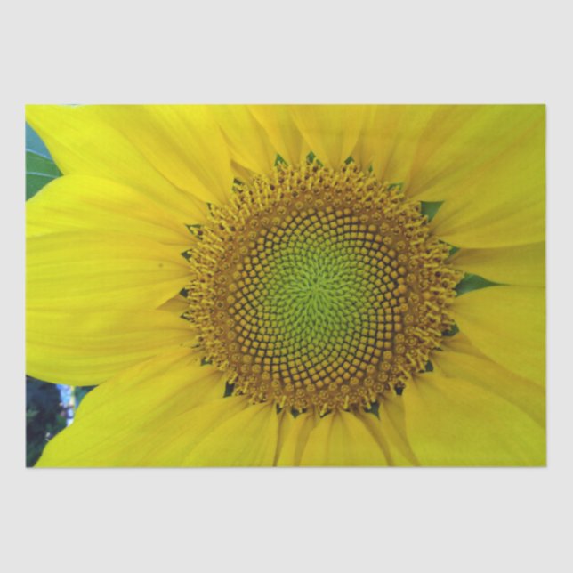 Sonnenblumen und Samen, Spirale, Goldenes Verhältn Seidenpapier (Vorderseite)