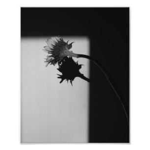 Sonnenblumen und Schatten - Schwarz-Weiß-Foto Fotodruck