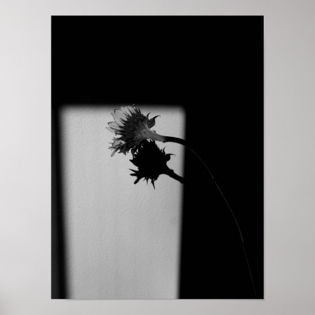 Sonnenblumen und Schatten - Schwarz-Weiß-Foto Poster (Vorne)