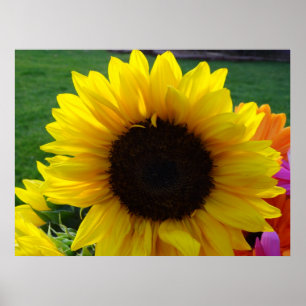 Sonnenblumen und Sonnenschein (2) Poster