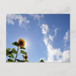 Sonnenblumen und Sonnenschein Postkarte