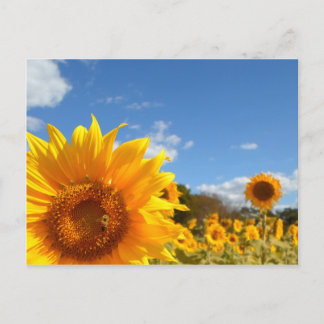 Sonnenblumen und Sonnenschein Postkarte