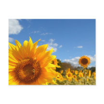 Sonnenblumen und Sonnenschein