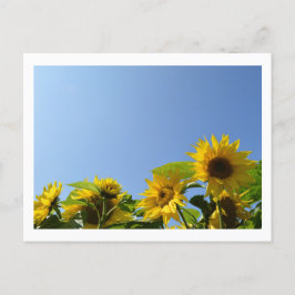 Sonnenblumen und Sonnenschein Postkarte