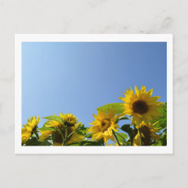 Sonnenblumen und Sonnenschein Postkarte