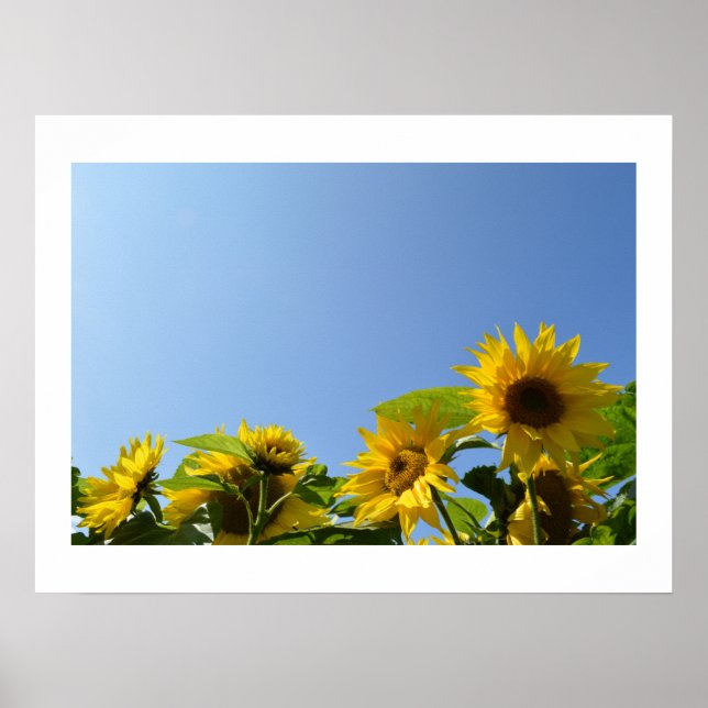 Sonnenblumen und Sonnenschutzmittel Poster (Vorne)