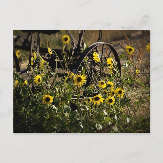 Sonnenblumen und Traktor Postkarte (Vorderseite)