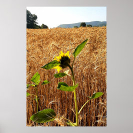 Sonnenblumen und Weizen Poster