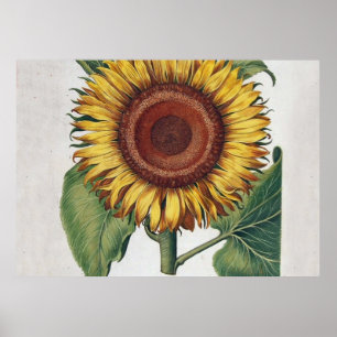 Sonnenblumen Vintag Damask Blume Art Poster