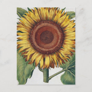 Sonnenblumen Vintag Damask Blume Art Postkarte
