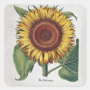 Sonnenblumen Vintag Damask Blume Art Quadratischer Aufkleber