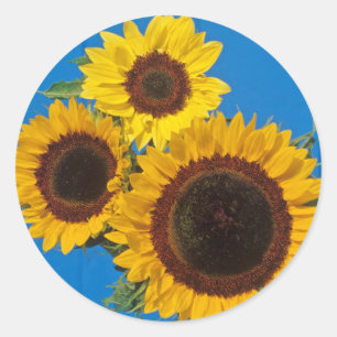 Sonnenblumen vor blauem Zaun Runder Aufkleber