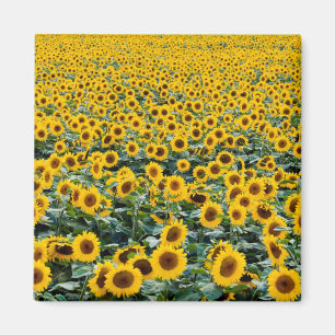 Sonnenblumen, Wisconsin-Feld Magnet