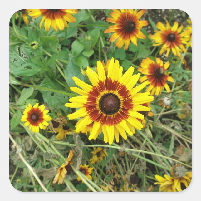 Sonnenblumenaufkleber Quadratischer Aufkleber (Vorderseite)