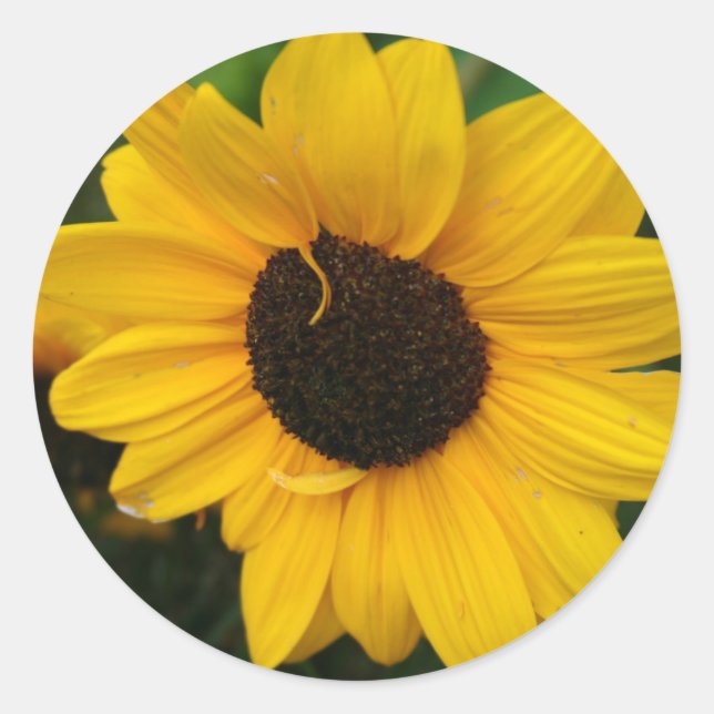 Sonnenblumenaufkleber Runder Aufkleber (Vorderseite)