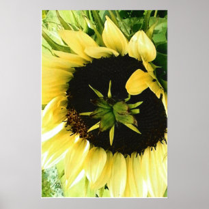 Sonnenblumenbild-Poster Poster