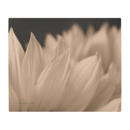 Sonnenblumenblättern in Sepia Tone