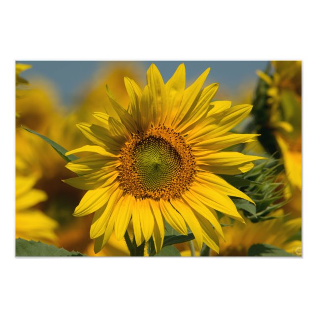 Sonnenblumendruck Foto (Vorne)