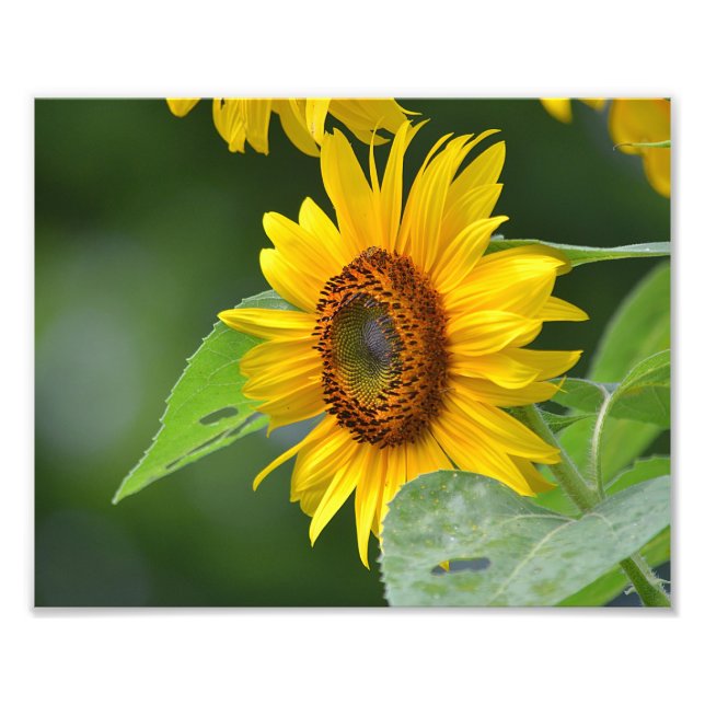 Sonnenblumendruck Foto (Vorne)