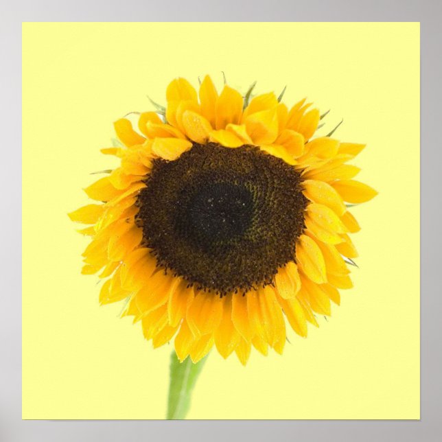 Sonnenblumendruck Poster (Vorne)