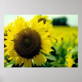 Sonnenblumendruck Poster