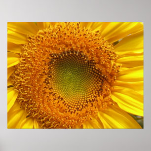 Sonnenblumendrucke Poster