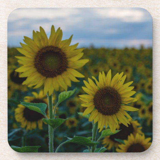 SonnenblumenDuo Nah Getränkeuntersetzer (Vorderseite)
