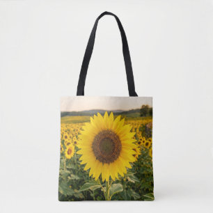 Sonnenblumenfeld