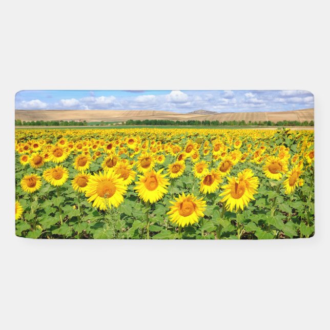 Sonnenblumenfeld Banner (Horizontal)