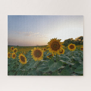 Sonnenblumenfeld bei Dämmerung Puzzle