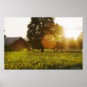 Sonnenblumenfeld bei Sonnenuntergang mit Stall Poster